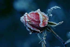 五大联赛战术盘点，英超球队的独特魅力在哪里